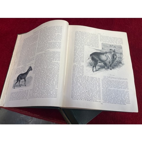 405 - Antique Harmsworth Natural History hardback books 1910 - 'A complete survey of the animal kingdom'.
... 