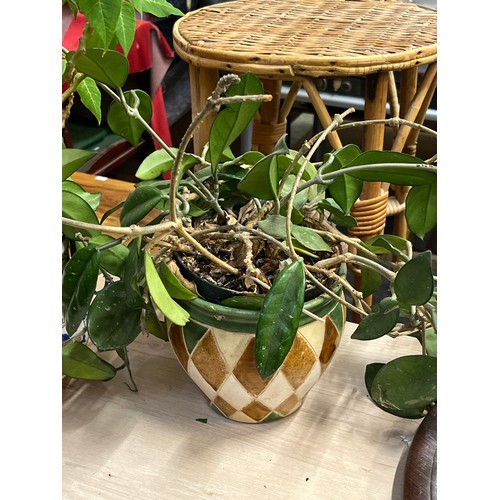 466 - 'HOYA CARNOSA' WAX PLANT IN A CERAMIC HARLEQUIN PLANT POT AND A POINSETTIA IN PLANT POT WITH BIRD DE... 