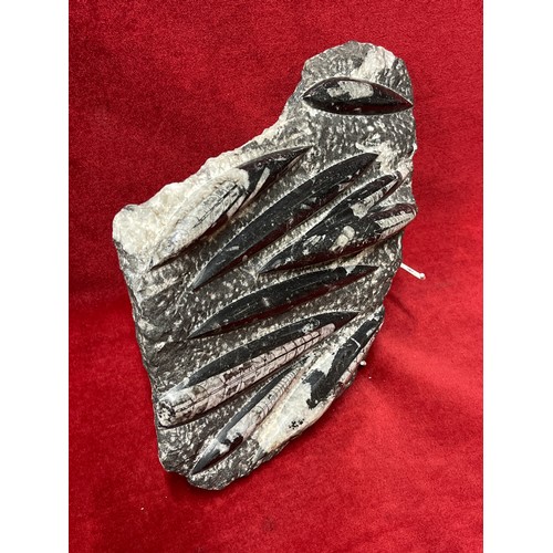 1 - LARGE ORTHOCERAS FOSSIL PLAQUE - 32CM X 22CM