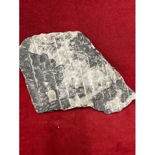 1 - LARGE ORTHOCERAS FOSSIL PLAQUE - 32CM X 22CM