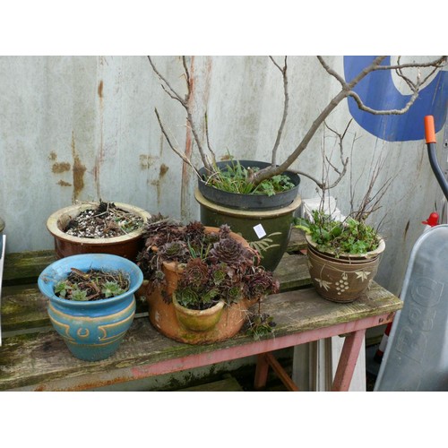 552B - 4 GLAZED PLANTERS, ONE WITH FIG TREE AND A STRAWBERRY PLANTER IN TERRACOTTA