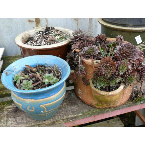 552B - 4 GLAZED PLANTERS, ONE WITH FIG TREE AND A STRAWBERRY PLANTER IN TERRACOTTA