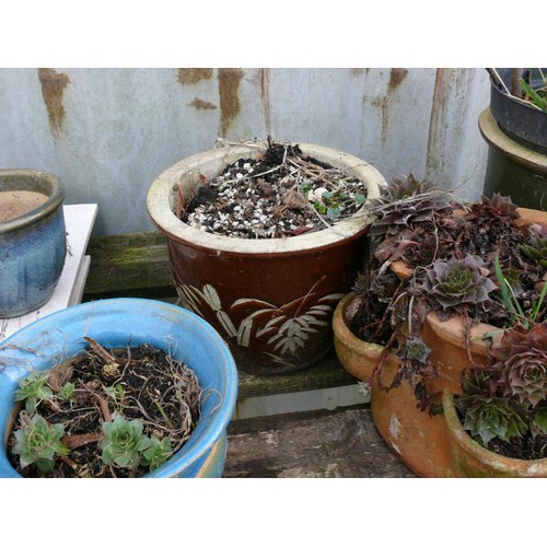 552B - 4 GLAZED PLANTERS, ONE WITH FIG TREE AND A STRAWBERRY PLANTER IN TERRACOTTA