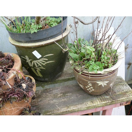 552B - 4 GLAZED PLANTERS, ONE WITH FIG TREE AND A STRAWBERRY PLANTER IN TERRACOTTA