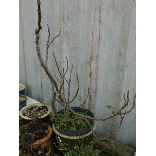 552B - 4 GLAZED PLANTERS, ONE WITH FIG TREE AND A STRAWBERRY PLANTER IN TERRACOTTA