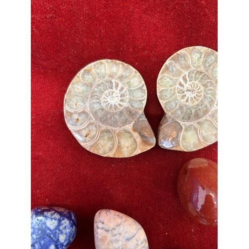 31 - TWO BEAUTIFUL POLISHED AMMONITE FOSSILS AND 7 POLISHED CRYSTALS INCLUDING AMAZONITE, SODALITE & CARN... 