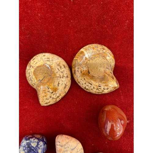 31 - TWO BEAUTIFUL POLISHED AMMONITE FOSSILS AND 7 POLISHED CRYSTALS INCLUDING AMAZONITE, SODALITE & CARN... 