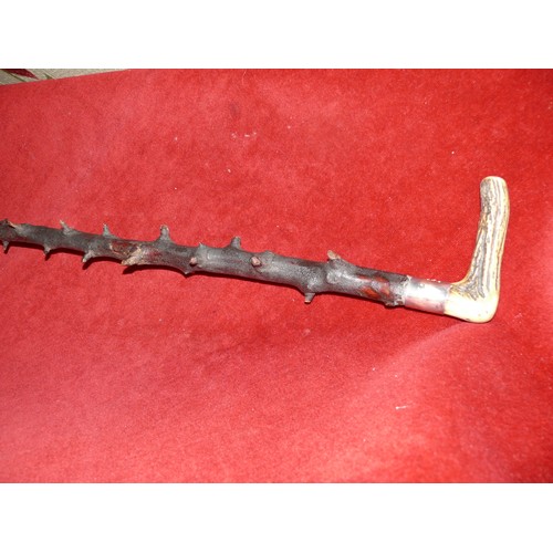 66 - ANTIQUE IRISH BLACKTHORN WALKING STICK WITH HORN HANDLE AND SILVER  PLATED COLLAR