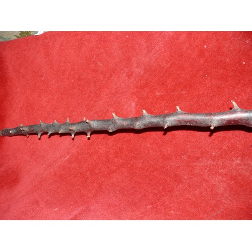 66 - ANTIQUE IRISH BLACKTHORN WALKING STICK WITH HORN HANDLE AND SILVER  PLATED COLLAR