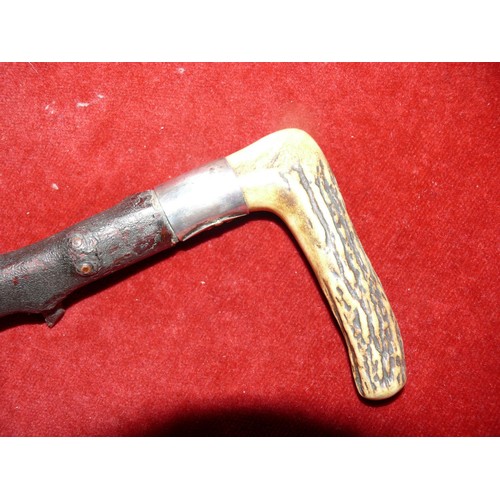 66 - ANTIQUE IRISH BLACKTHORN WALKING STICK WITH HORN HANDLE AND SILVER  PLATED COLLAR