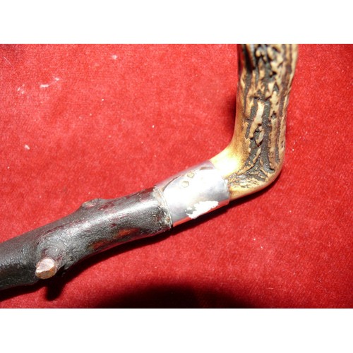 66 - ANTIQUE IRISH BLACKTHORN WALKING STICK WITH HORN HANDLE AND SILVER  PLATED COLLAR