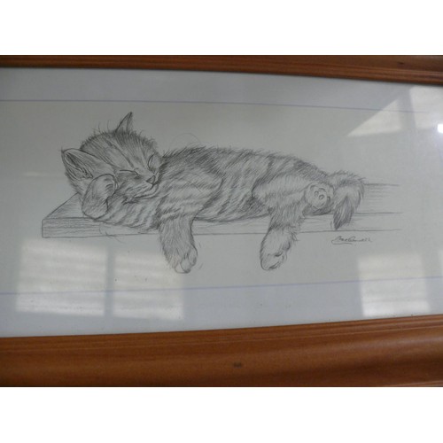 253 - FRAMED AND GLAZED PENCIL DRAWING OF A CAT