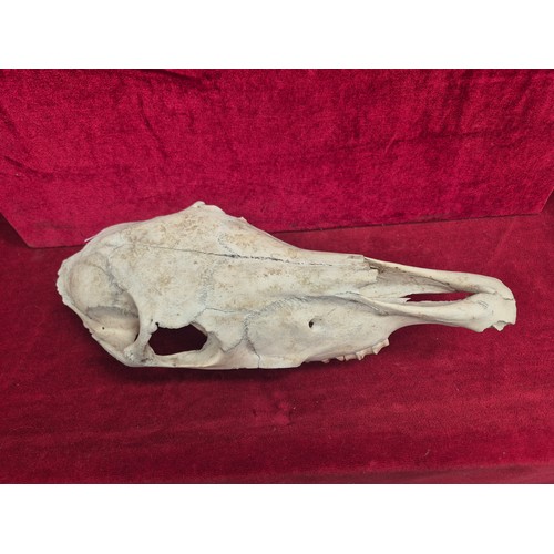 157 - Horse skull - top half of a small pony skull (no mandible).