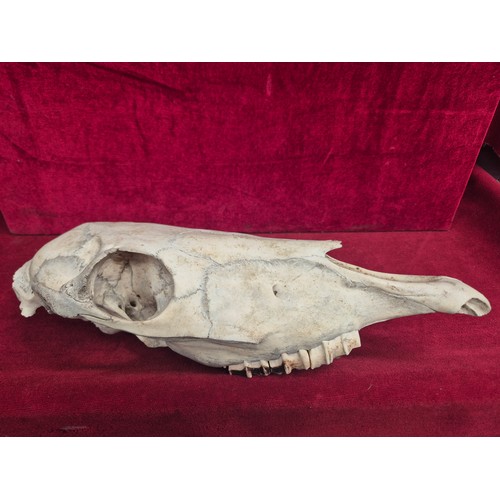 157 - Horse skull - top half of a small pony skull (no mandible).