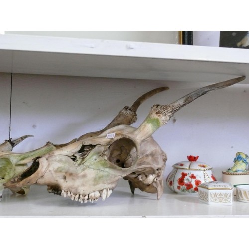 56 - TWO DEER SKULLS, ONE WHITE TAIL DEER AND ONE MUNTJAC.