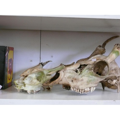 56 - TWO DEER SKULLS, ONE WHITE TAIL DEER AND ONE MUNTJAC.