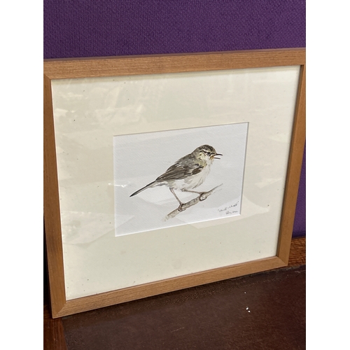198 - A charming watercolour of a Chiff-chaff by Anne Gilbert 2012 in a contemporary wooden frame. Frame 3... 
