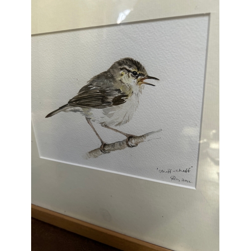 198 - A charming watercolour of a Chiff-chaff by Anne Gilbert 2012 in a contemporary wooden frame. Frame 3... 