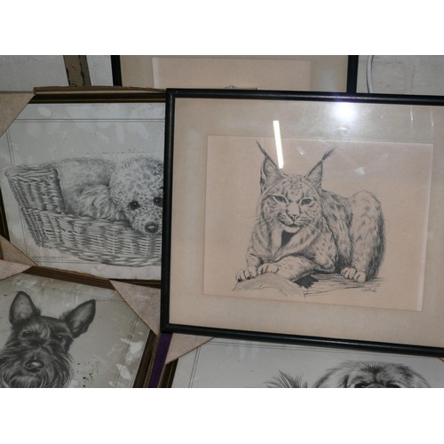 197 - 7 framed and glazed black and white animal prints