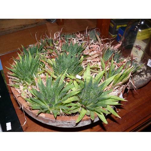 223 - Terracotta planter with Lace Aloe plants plus a glass pear shaped terrarium