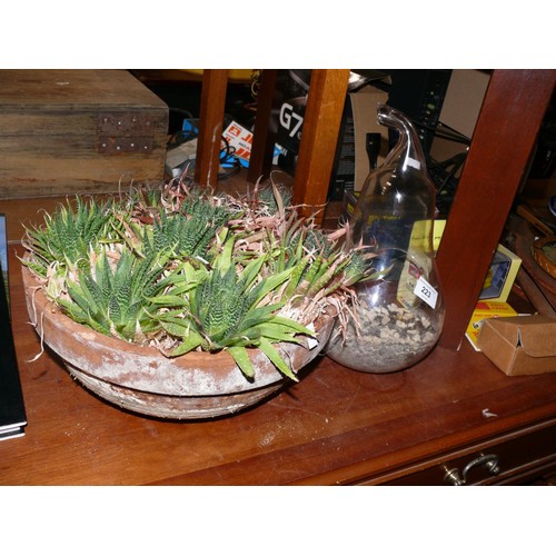 223 - Terracotta planter with Lace Aloe plants plus a glass pear shaped terrarium