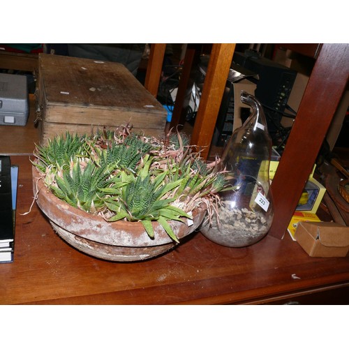 223 - Terracotta planter with Lace Aloe plants plus a glass pear shaped terrarium
