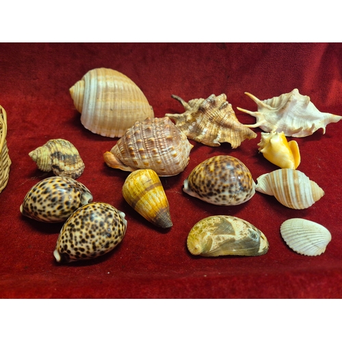 Basket of mixed decorative sea shells