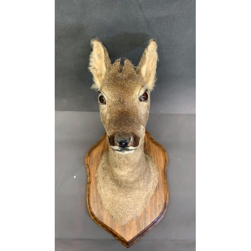 3 - A vintage French roe deer head mount