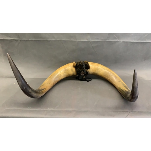 4 - A large pair of vintage bull's horns