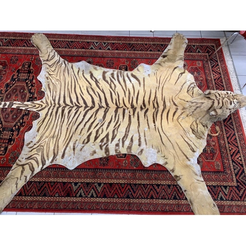 138 - A Tiger skin rug mounted by Theobald Bros, Mysore, India. Nose to Tail 280 cm, width across front pa... 