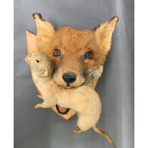 179 - Fox head mount on shield with a stoat in its mouth, good quality taxidermy