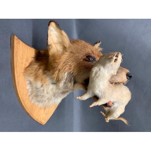 179 - Fox head mount on shield with a stoat in its mouth, good quality taxidermy