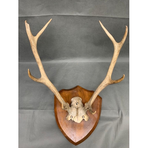 180 - Horned Skull Mount of roe (/) deer antlers, no details of the demise, an 8 point example