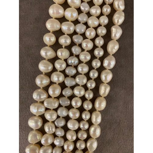 13 - A large antique 6 strand pearl necklace joined with a large 9ct gold clasp £1000-£1500