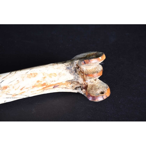 80 - A Cassowary bone dagger, East Sepik River Province, Papua New Guinea, with incised bands of stylised... 