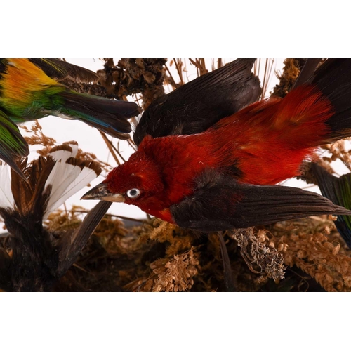 448 - A 19th century taxidermy group of birds, mounted on a branch with foliage, on an ebonised base benea... 