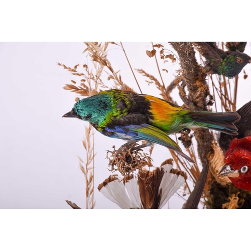 448 - A 19th century taxidermy group of birds, mounted on a branch with foliage, on an ebonised base benea... 