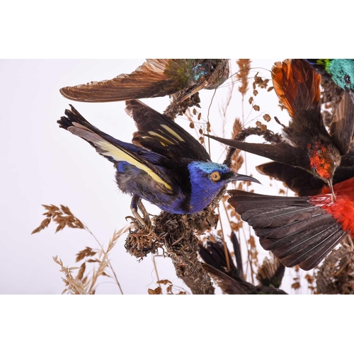 448 - A 19th century taxidermy group of birds, mounted on a branch with foliage, on an ebonised base benea... 