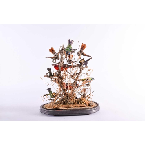 448 - A 19th century taxidermy group of birds, mounted on a branch with foliage, on an ebonised base benea... 