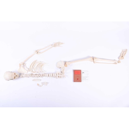 475 - An early 20th century medical-study partial human skeleton, the skull in two sections with springs, ... 