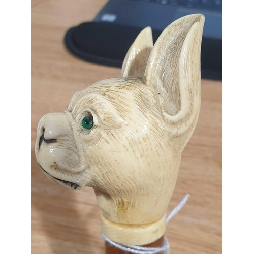 488 - A 19th century dog head walking cane, the ivory pommel carved as a Pug type dog, with pricked up ear... 