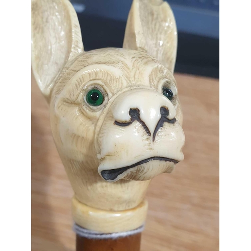 488 - A 19th century dog head walking cane, the ivory pommel carved as a Pug type dog, with pricked up ear... 