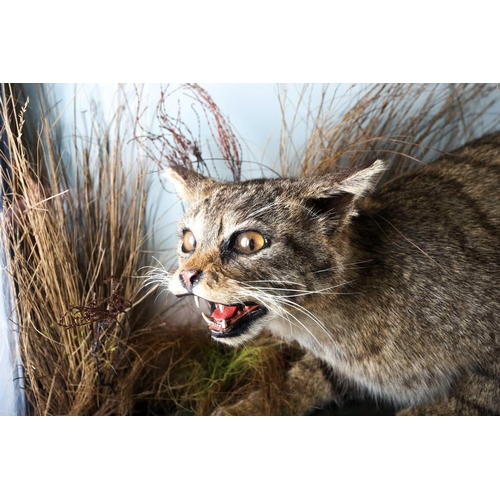 490 - Taxidermy - a Scottish Wildcat (Felis Sylvestris Grampia), late 19th century, modelled snarling and ... 