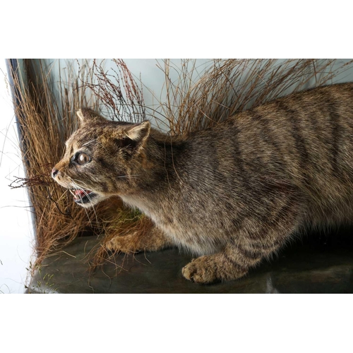 490 - Taxidermy - a Scottish Wildcat (Felis Sylvestris Grampia), late 19th century, modelled snarling and ... 