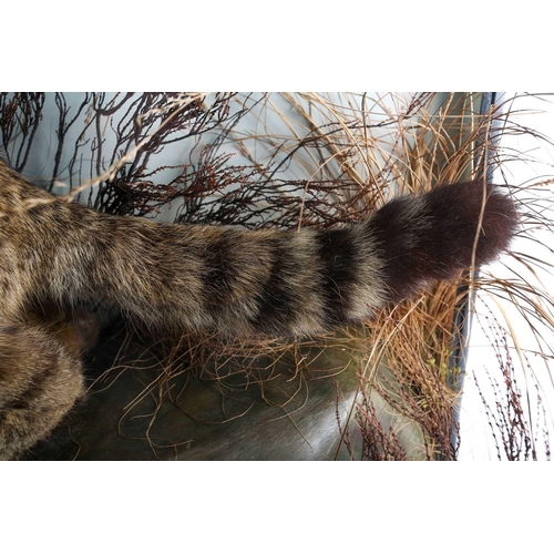 490 - Taxidermy - a Scottish Wildcat (Felis Sylvestris Grampia), late 19th century, modelled snarling and ... 