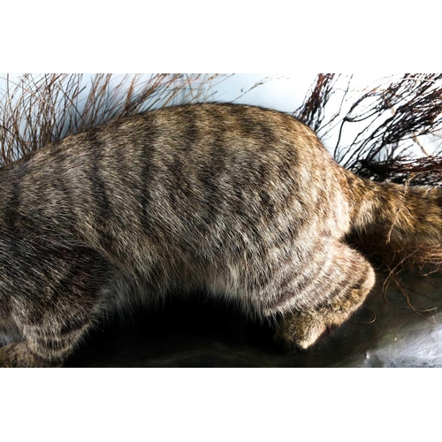 490 - Taxidermy - a Scottish Wildcat (Felis Sylvestris Grampia), late 19th century, modelled snarling and ... 