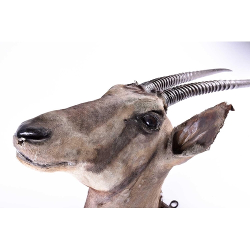 492 - Taxidermy - a shoulder mounted Oryx, on shield shape mount inscribed' Oryx, Laikipia, 30th Oct 19.' ... 