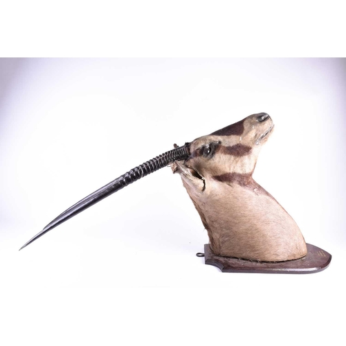 492 - Taxidermy - a shoulder mounted Oryx, on shield shape mount inscribed' Oryx, Laikipia, 30th Oct 19.' ... 