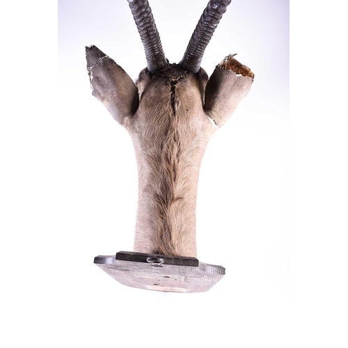 492 - Taxidermy - a shoulder mounted Oryx, on shield shape mount inscribed' Oryx, Laikipia, 30th Oct 19.' ... 