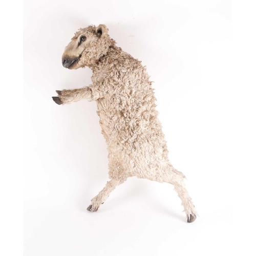 1 - Nancy Fouts (American, 1945-2019), a lifesize resin and faux-skin model of a small sheep in an anthr... 